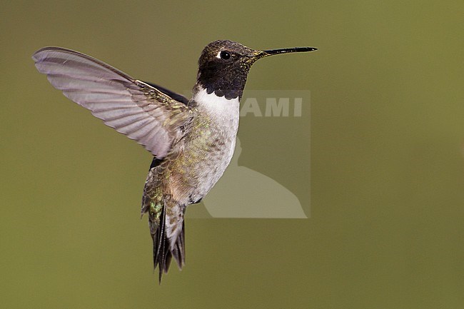 Adult male
Cochise Co., AZ
May 2011 stock-image by Agami/Brian E Small,