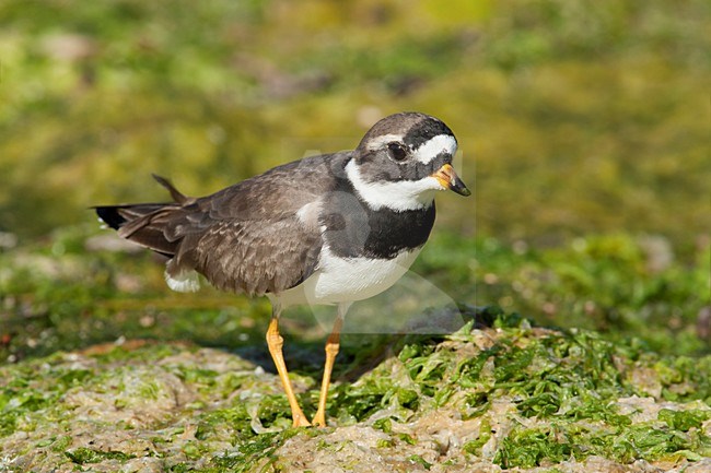 Bontbekplevier Lesbos Griekenland, Common Ringed Plover Lesvos Greece stock-image by Agami/Wil Leurs,