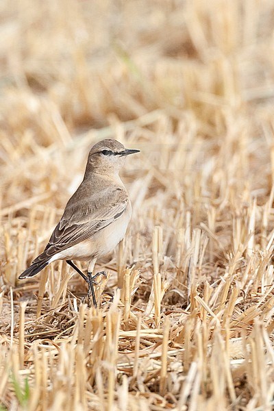 Isabelline Wheatear (Oenanthe isabelline) during spring migration in Israel. stock-image by Agami/Marc Guyt,