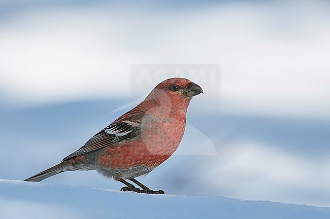 Pine Grosbeak male (Pinicola enucleator) Liminka Finland April 2006 stock-image by Agami/Markus Varesvuo,