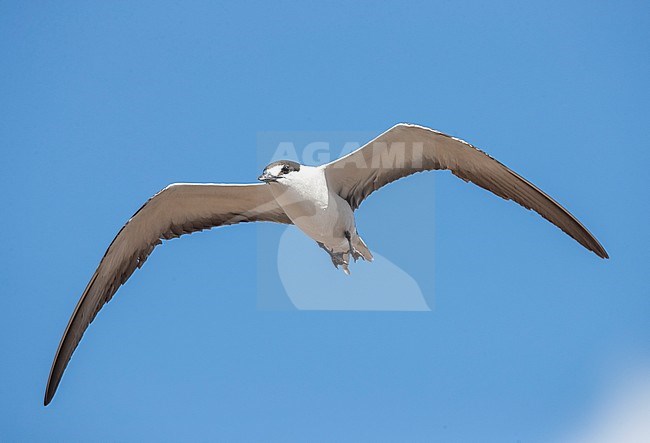 Subadult Sooty Tern (Onychoprion fuscatus) in flight at Ascension Island in the central Atlantic ocean. stock-image by Agami/Rafael Armada,