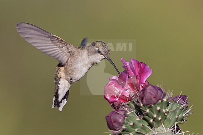 Adult female
Cochise Co., AZ
May 2011 stock-image by Agami/Brian E Small,