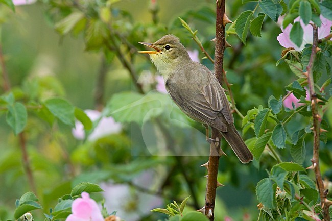 Orpheusspotvogel op takje; Melodious Warbler on twig stock-image by Agami/Daniele Occhiato,