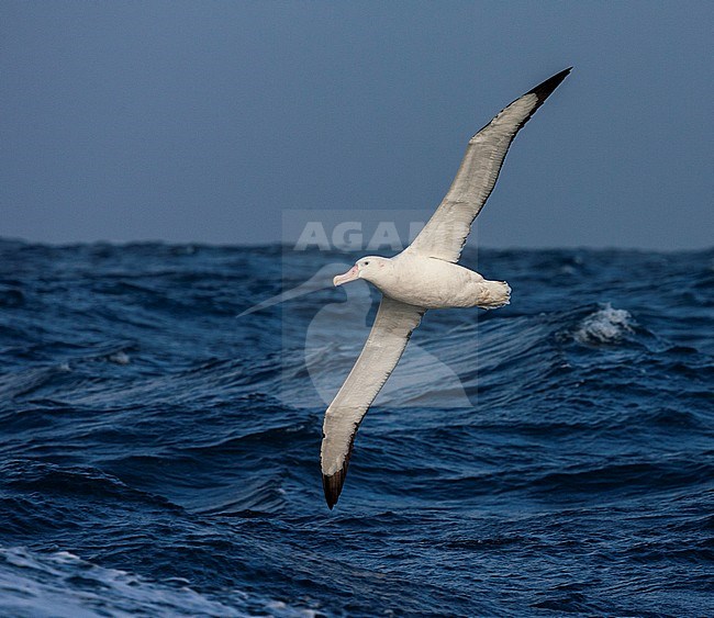 Adult Wandering Albatross (Diomedea exulans), also known as Snowy Albatross, flying low over the oceanic waves off South Georgia. stock-image by Agami/Marc Guyt,