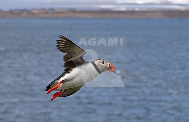 Papegaaiduiker vliegend; Atlantic Puffin flying stock-image by Agami/Jari Peltomäki,