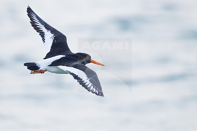Eurasian Oystercatcher, Haematopus ostralegus bird flying seen from above with color ring stock-image by Agami/Menno van Duijn,
