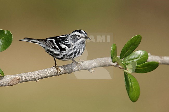 Adult male breeding
Galveston Co., TX
April 2014 stock-image by Agami/Brian E Small,