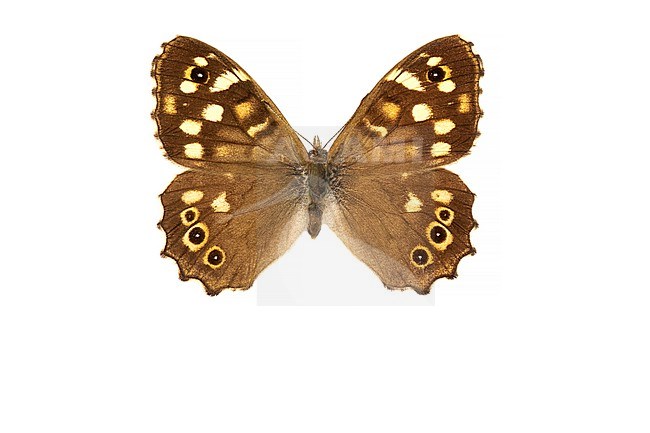 Speckled Wood, Bont zandoogje, Pararge aegeria stock-image by Agami/Wil Leurs,
