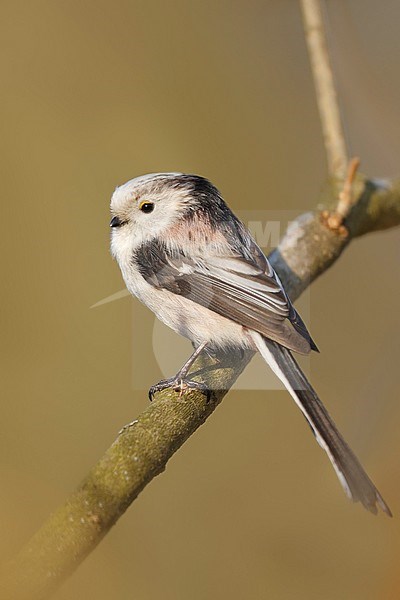 Staartmees ssp europaeus, Long-tailed Tit ssp europaeus, Aegithalos caudatus ssp. europaeus, Germany stock-image by Agami/Ralph Martin,