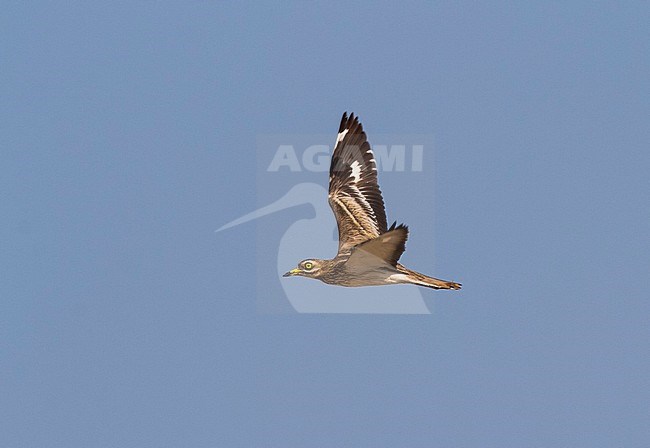 Eurasian Thick-knee flying over Egypt during migration. stock-image by Agami/Edwin Winkel,