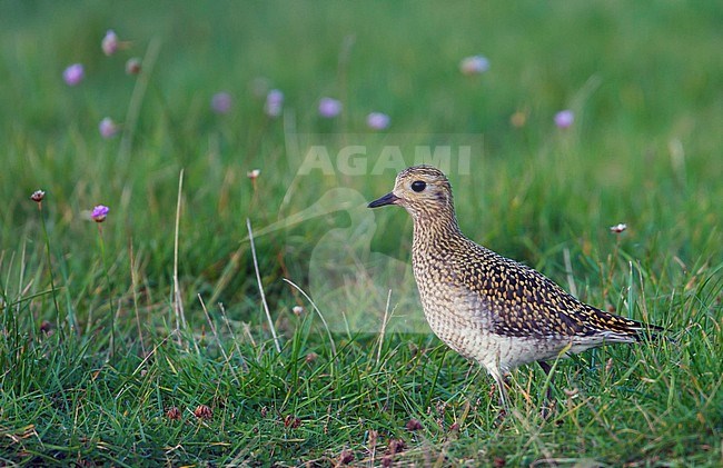 First-winter Eurasian Golden Plover (Pluvialis apricaria) in autumn plumage standing in green meadow in Germany. stock-image by Agami/Ralph Martin,