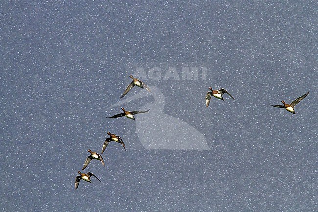 Flock of Eurasian Wigeons (Anas penelope) flying in a heavy snow storm stock-image by Agami/Menno van Duijn,