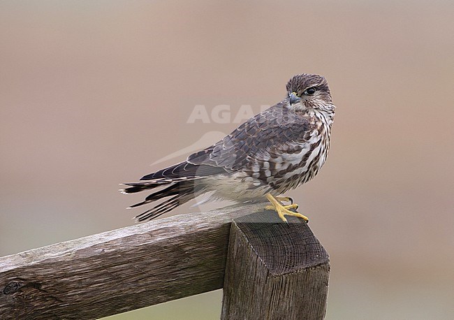 Smelleken; Merlin (Falco columbarius) stock-image by Agami/Arie Ouwerkerk,