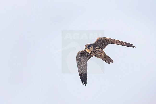 Eurasian Hobby - Baumfalke - Falco subbuteo ssp. subbuteo, Germany (Lower Saxony), 1st cy stock-image by Agami/Ralph Martin,