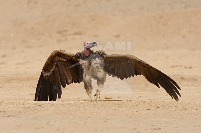 Volwassen Oorgier; Adult Lappet-faced Vulture stock-image by Agami/Daniele Occhiato,