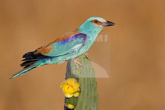 European Roller (Coracias garrulus), side view of an adult male perched on a Prickly Pear, Campania, Italy stock-image by Agami/Saverio Gatto,