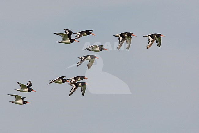 Scholekster in vlucht; Eurasian Oystercatcher in flight stock-image by Agami/Arie Ouwerkerk,