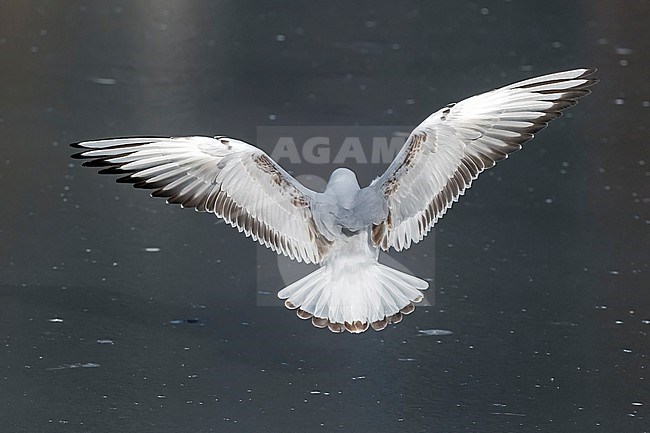 First winter Black-headed Gull (Larus ridibundus) flying over a frozen pond in Vilvoorde, Brabant, Belgium. stock-image by Agami/Vincent Legrand,