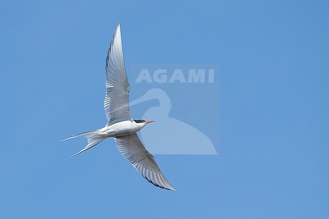 Adult breeding Arctic Tern (Sterna paradisaea) flying over the tundra of Churchill, Manitoba, Canada. With blue sky as a background. stock-image by Agami/Brian E Small,