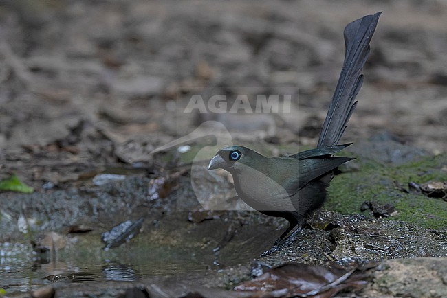 Racket-tailed Treepie (Crypsirina temia) at Kaeng Krachan NP, Thailand stock-image by Agami/David Monticelli,