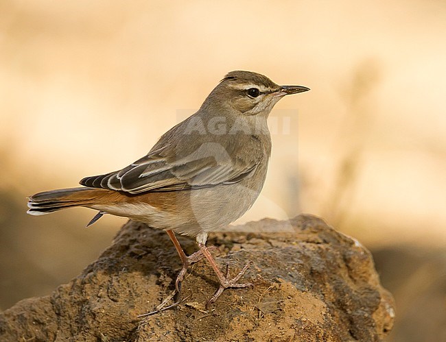 Rufous Bush-Chat - Heckensänger - Cercotrichas galactotes ssp. familiaris, Oman stock-image by Agami/Ralph Martin,