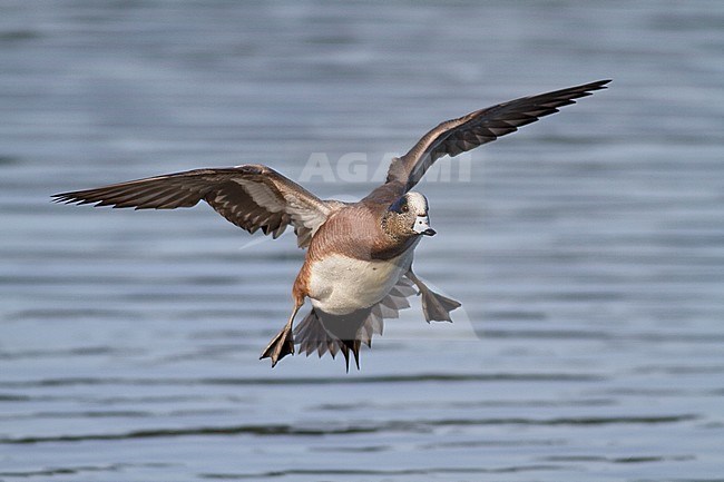 Amerikaanse Smient in vlucht, American Wigeon in flight stock-image by Agami/Glenn Bartley,