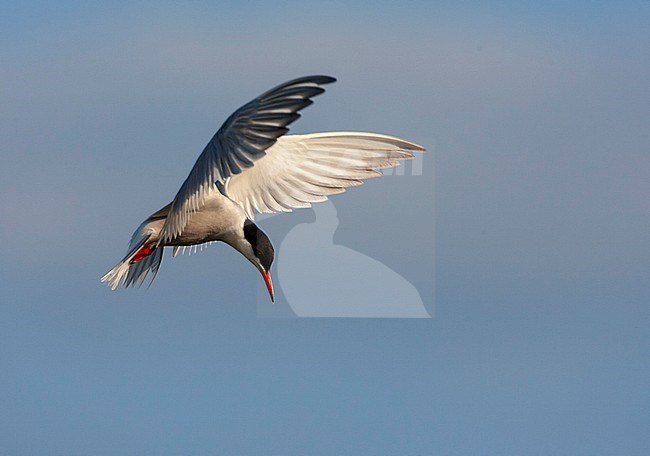 Adult Common Tern (Sterna hirundo hirundo) in the Netherlands. Hovering in mid air. stock-image by Agami/Marc Guyt,