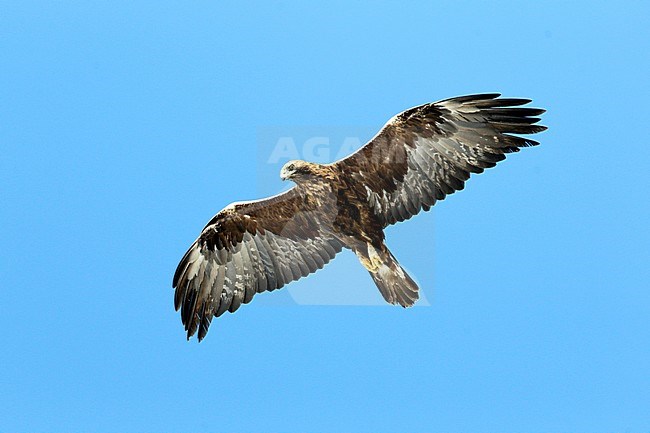 Adulte Steenarend vliegend, Golden Eagle (Aquila chrysaetos) adult in flight stock-image by Agami/Dick Forsman,