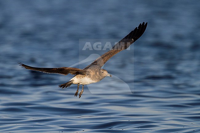 Sooty Gull - Hemprichmöwe - Larus hemprichii, Oman, 2nd cy stock-image by Agami/Ralph Martin,