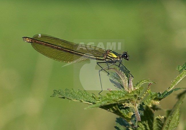 Banded Demoiselle female perched; Weidebeekjuffer vrouw zittend stock-image by Agami/Marc Guyt,