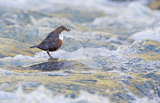 White-throated Dipper, Waterspreeuw stock-image by Agami/Alain Ghignone,