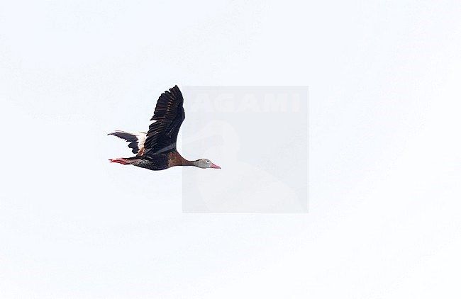 Autumn plumaged Black-bellied Whistling Duck (Dendrocygna autumnalis) on Bermuda. stock-image by Agami/Marc Guyt,