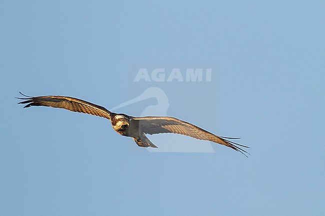 Osprey - Fischadler - Pandion haliaetus ssp. haliaetus, Oman, 1st cy, male stock-image by Agami/Ralph Martin,