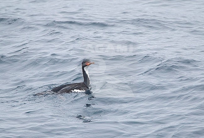 Bounty Shag (Leucocarbo ranfurlyi), also known as the Bounty Island shag, at the Bounty Islands in subantarctic New Zealand. Adult swimming in the ocean. stock-image by Agami/Marc Guyt,