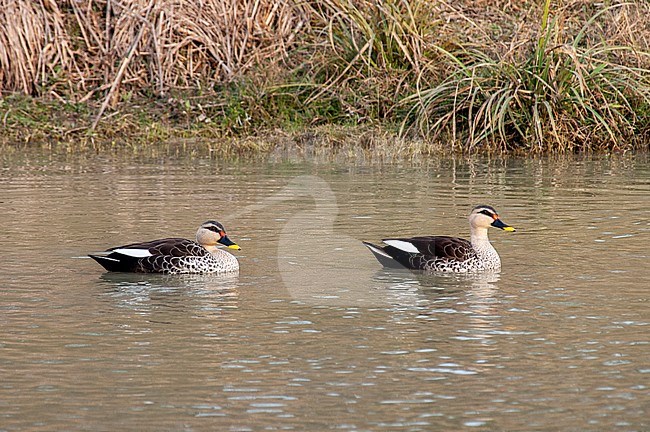 Pair of Indian Spot-billed Ducks (Anas poecilorhyncha) swimming in a freshwater lake. stock-image by Agami/Marc Guyt,