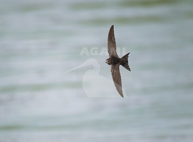 Vliegende fouragerende Gierzwaluw;Flying foraging Common Swift stock-image by Agami/Ran Schols,