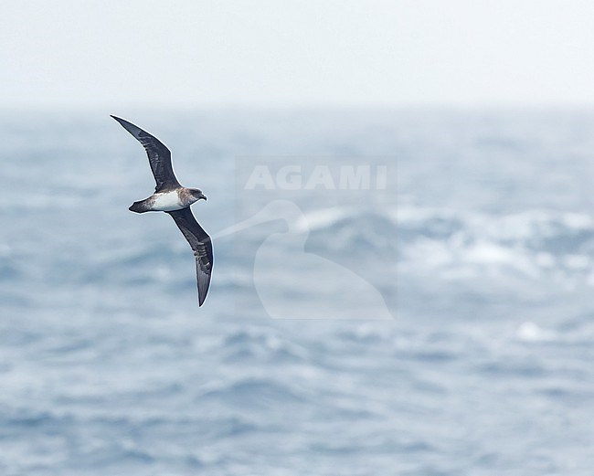 Atlantic Petrel (Pterodroma incerta) at open ocean near Tristan da Cunha. stock-image by Agami/Martijn Verdoes,