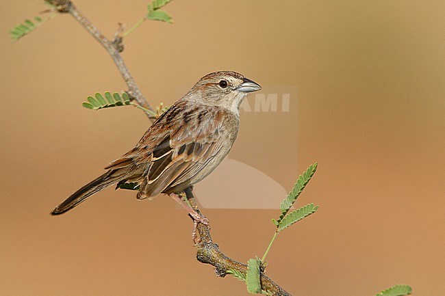 Adult
Pima Co., AZ
July 2007 stock-image by Agami/Brian E Small,