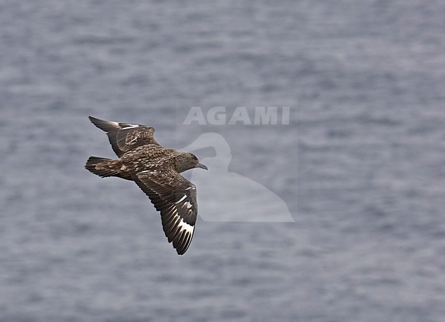 Great Skua flying; Grote Jager vliegend stock-image by Agami/Markus Varesvuo,