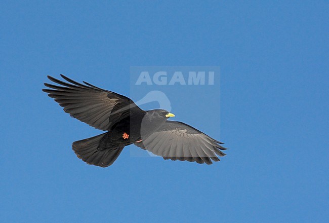 Alpenkauw in de vlucht; Alpine Chough in flight stock-image by Agami/Markus Varesvuo,