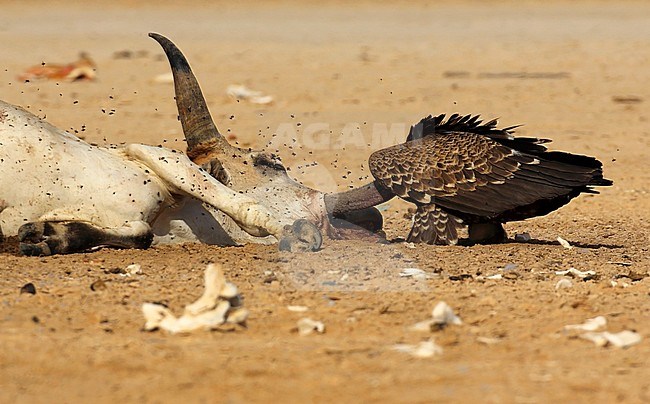 Ruppell's Vulture (Gyps rueppelli) feeding on a carcass on a beach in Senegal. stock-image by Agami/Jacques van der Neut,