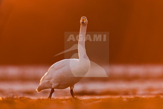 Wilde Zwaan in de winter; Whooper Swan in winter stock-image by Agami/Menno van Duijn,