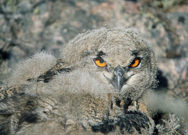 Oehoe; Eagle Owl; Bubo bubo stock-image by Agami/Dick Forsman,