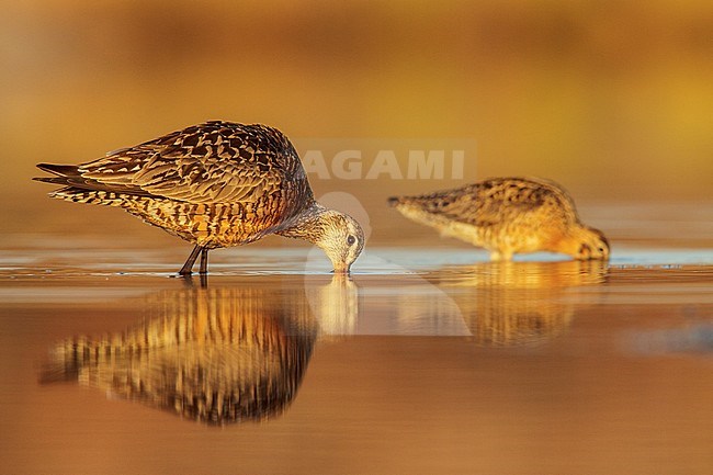 Rode Grutto, Hudsonian Godwit stock-image by Agami/Glenn Bartley,