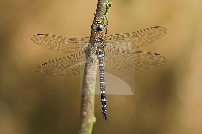 Imago Paardenbijter man; Adult Migrant Hawker. stock-image by Agami/Fazal Sardar,