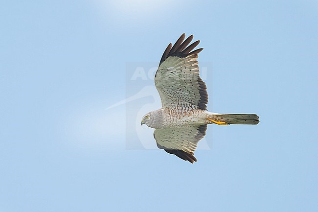 Adult male
Galveston Co., TX
May 2023 stock-image by Agami/Brian E Small,