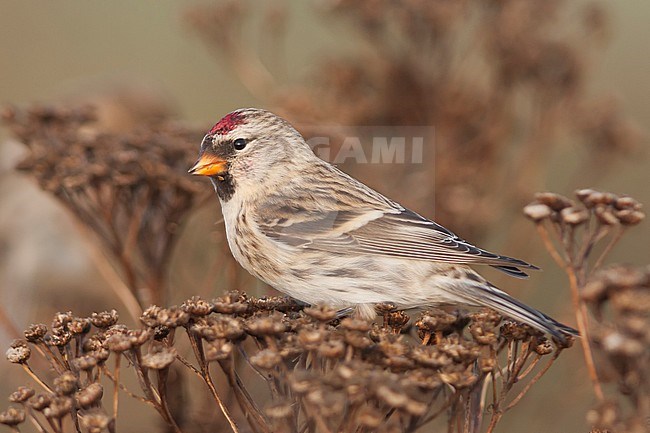 Common Redpoll - Taiga-BIrkenzeisig - Carduelis flammea flammea stock-image by Agami/Ralph Martin,