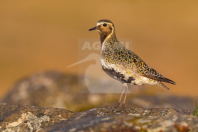 Summer plumaged Eurasian Golden Plover (Pluvialis apricaria altifrons) during spring season on tundra of Iceland. stock-image by Agami/Daniele Occhiato,