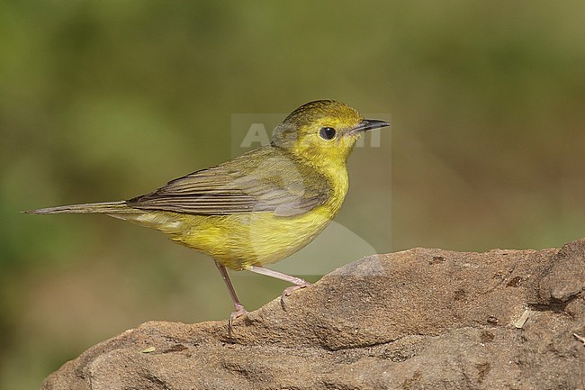 Adult female
Galveston Co., TX
April 2014 stock-image by Agami/Brian E Small,