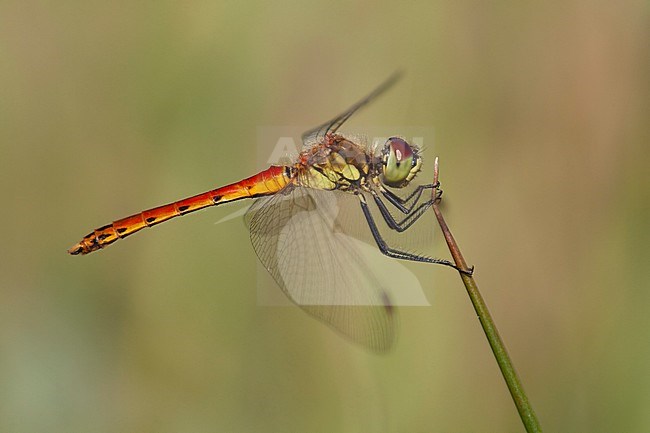 Imago Kempense heidelibel; Adult Spotted Darter stock-image by Agami/Fazal Sardar,